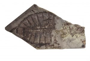 paleontologia