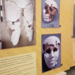 50 lat w egipcie – odkrycia polskich archeologów w sakkarze – wystawa poświęcona działalności prof. karola myśliwca