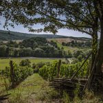 wystawa "chleb i wino"