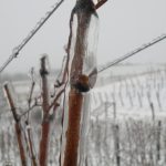 wystawa "chleb i wino"