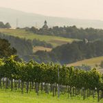 wystawa "chleb i wino"