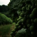 konkurs fotograficzny „winorośl z bliska” – wyniki