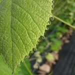 konkurs fotograficzny „winorośl z bliska” – wyniki