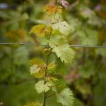 konkurs fotograficzny „winorośl z bliska” – wyniki