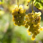 konkurs fotograficzny „winorośl z bliska” – wyniki