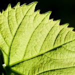 konkurs fotograficzny „winorośl z bliska” – wyniki