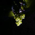 konkurs fotograficzny „winorośl z bliska” – wyniki