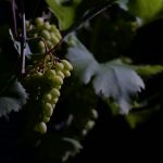 konkurs fotograficzny „winorośl z bliska” – wyniki