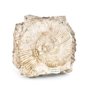 0036 P. P. Amonit PERISPHINCTES, era mezozoiczna – Jura -201 – 145 milionów lat temu, Polska-Olkusz