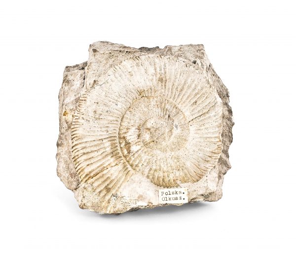 0036 P. P. Amonit PERISPHINCTES, era mezozoiczna – Jura -201 – 145 milionów lat temu, Polska-Olkusz