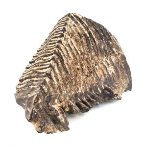 0259 P. P. Prawy górny ząb trzonowy mamuta Elephas primigenius, Czwartorzęd - Pleistocen – 250 – 10 tys. lat temu, Wisłoka k.Kołaczyc