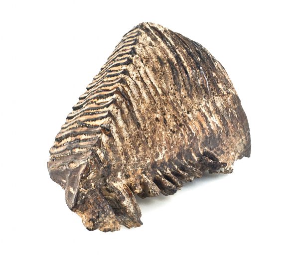0259 P. P. Prawy górny ząb trzonowy mamuta Elephas primigenius, Czwartorzęd - Pleistocen – 250 – 10 tys. lat temu, Wisłoka k.Kołaczyc