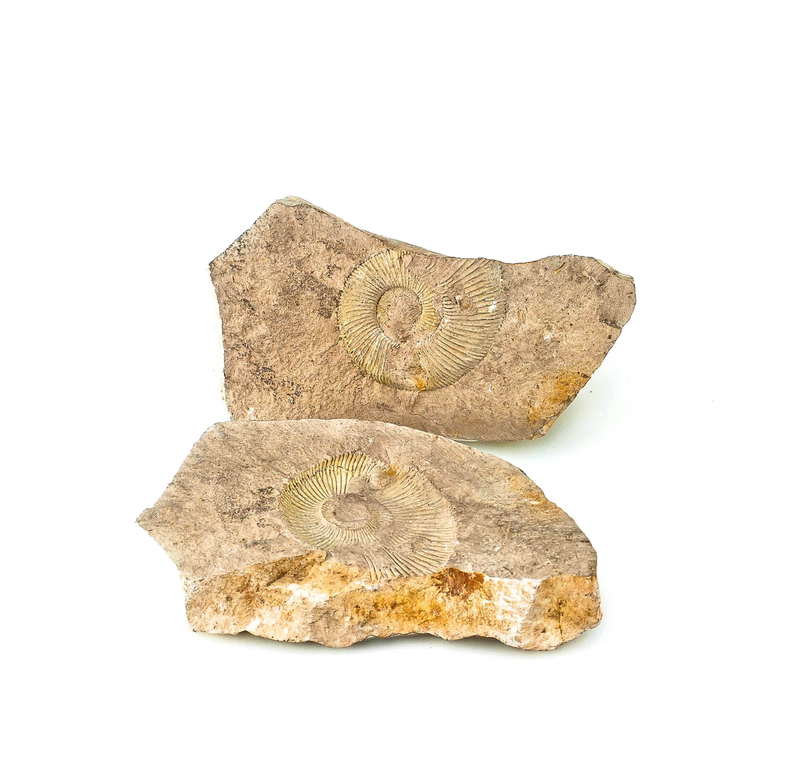 0342 P. P. Amonit +jego negatyw, era mezozoiczna – Jura -201 – 145 milionów lat temu.