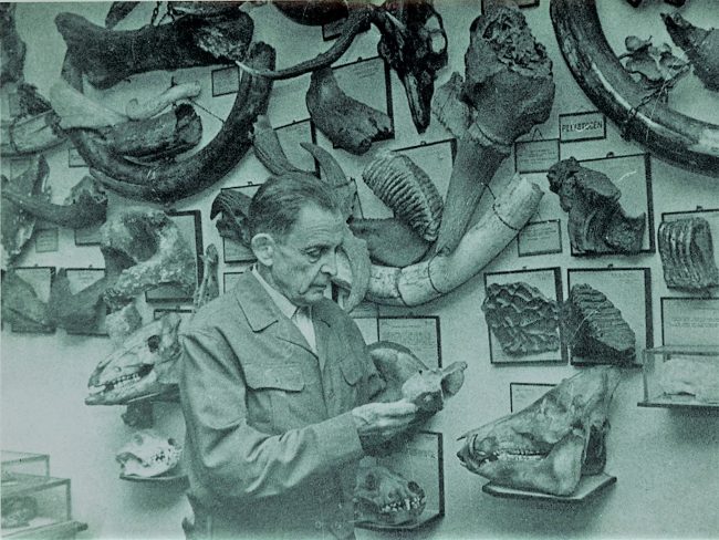 Dr Stanisław Kadyi na tle swojej kolekcji paleontologicznej, Jasło, lata 60-te XX w.1ajpg (1)