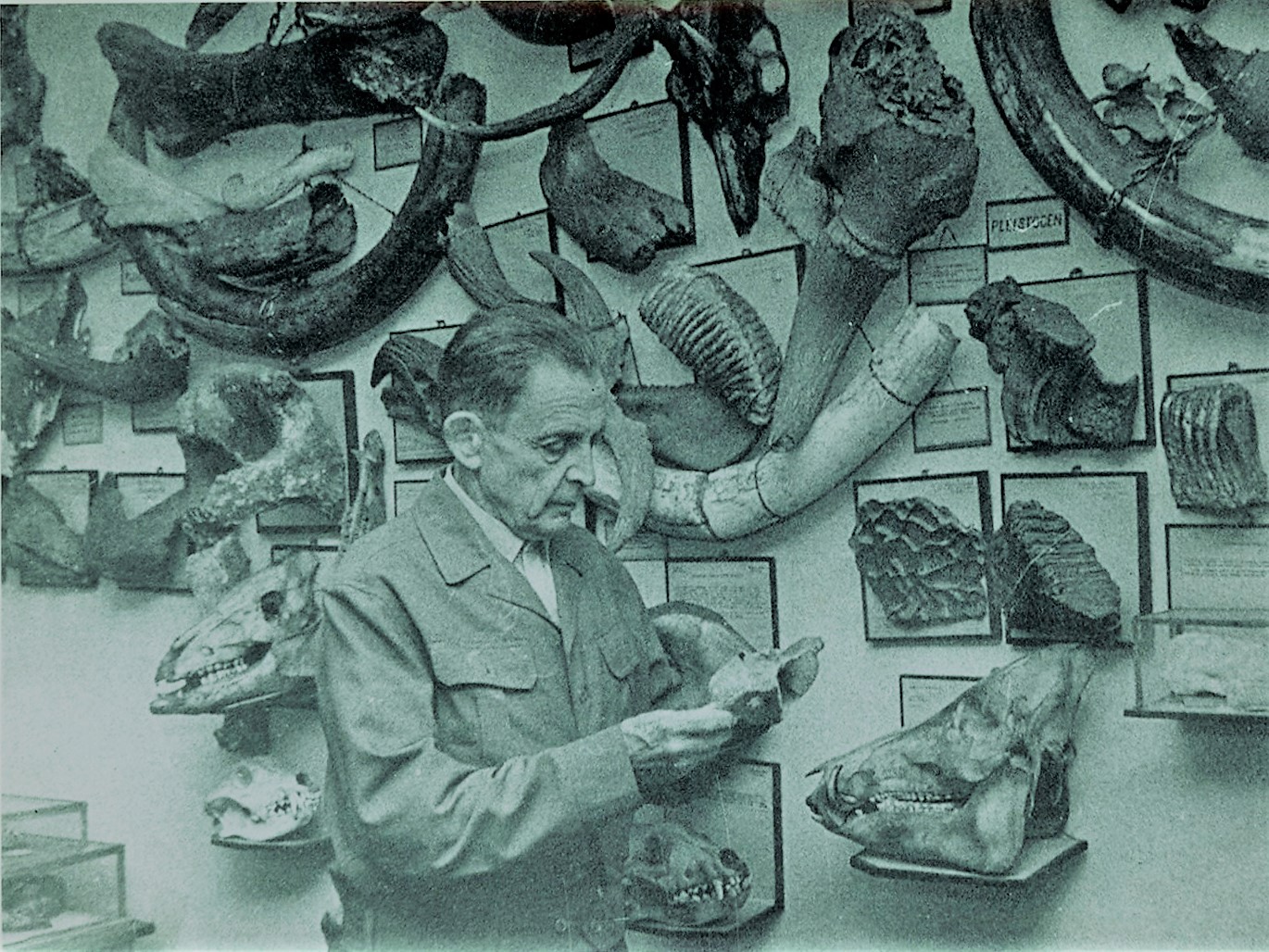 Dr Stanisław Kadyi na tle swojej kolekcji paleontologicznej, Jasło, lata 60-te XX w.1ajpg (1)