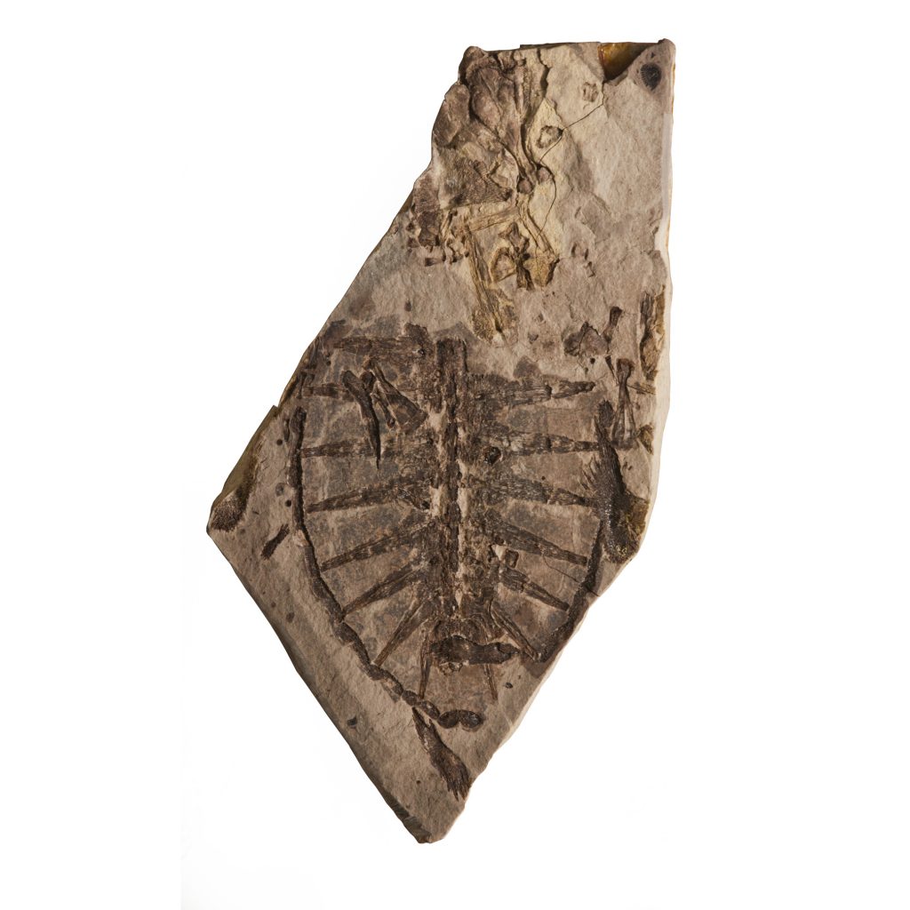 glarichelys knorri (gray) – ŻÓŁw morski z ŁupkÓw menilitowych karpat