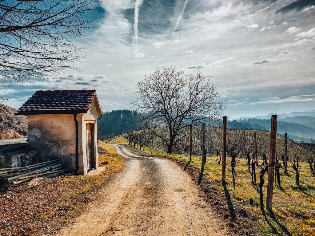 "w krainie winorośli" - wyniki konkursu fotograficznego